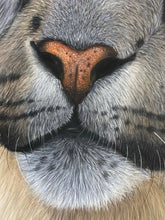 Load image into Gallery viewer, “Himalayan Royalty”

